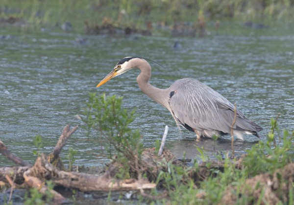 Great blue heron