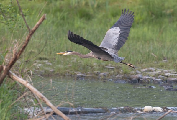 Great blue heron