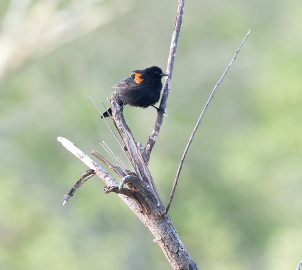 Red-winged blackbird