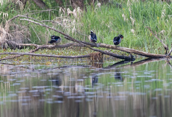 Wood ducks