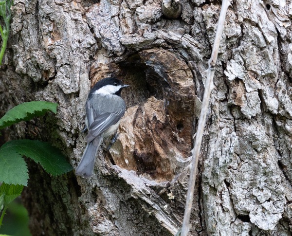 Black-capped chickadee peering into nest