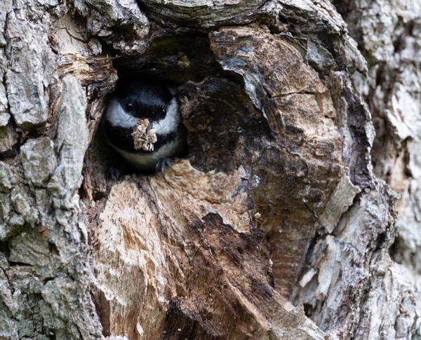 Black-capped chickadee removing debris from nest
