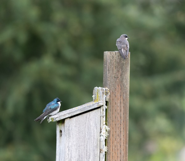 Tree swallows on nesting box