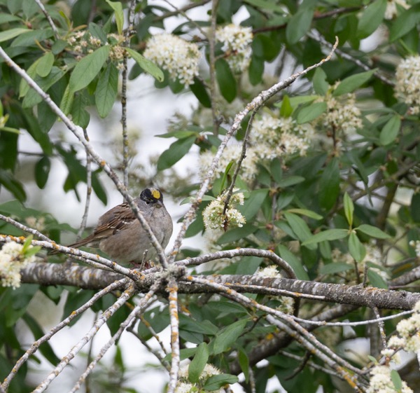 Golden-crowned sparrow