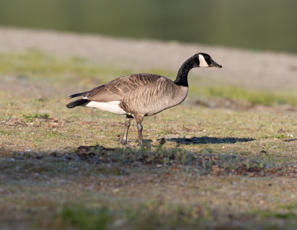 Canada goose