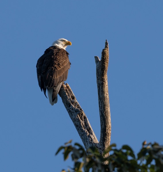 Bald eagle