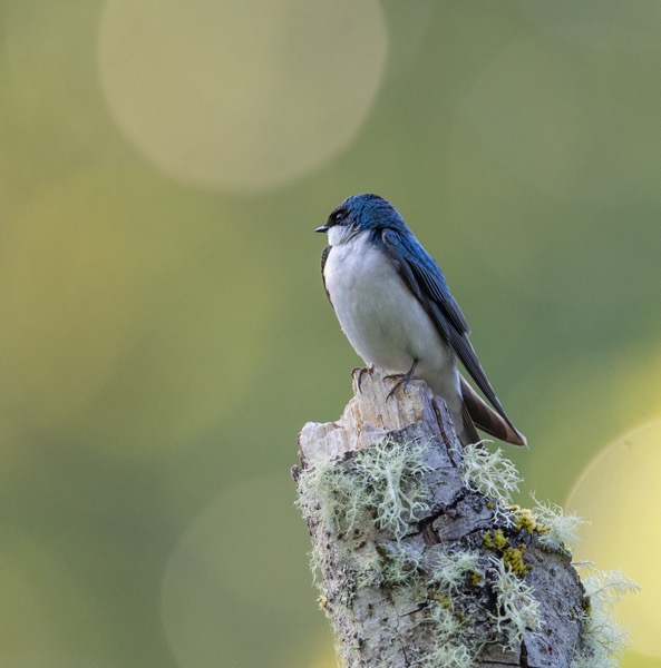 Tree swallow