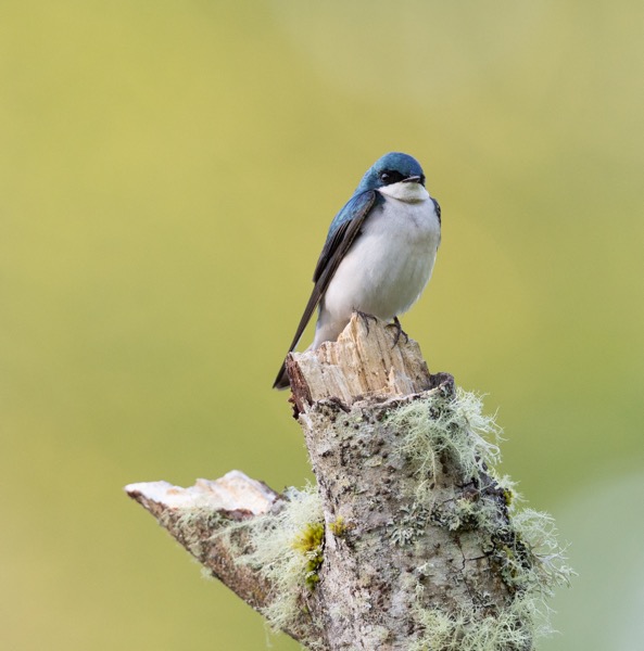 Tree swallow
