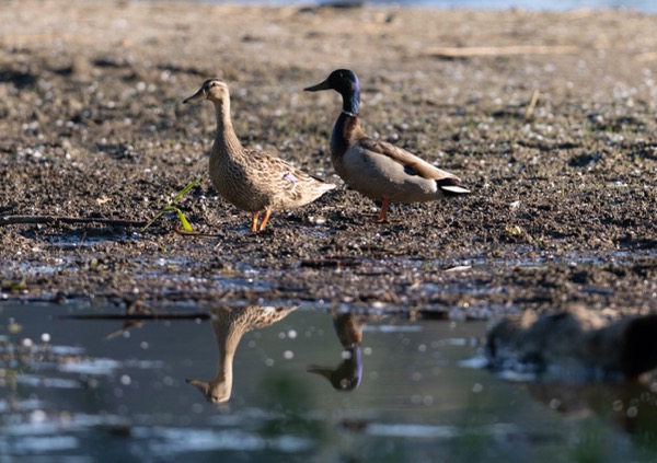 Mallards