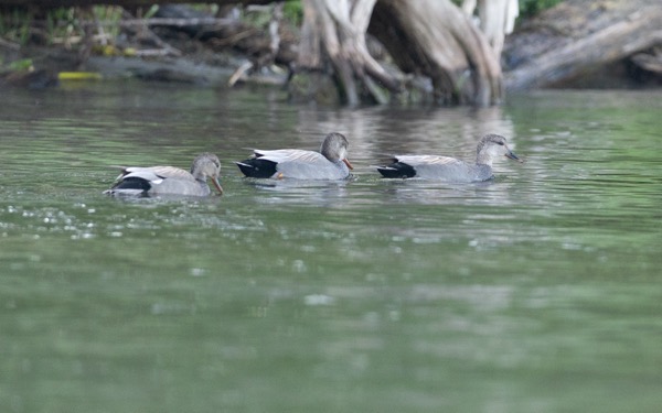 Gadwalls