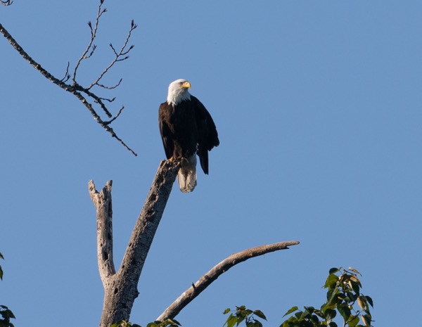 Bald eagle from the other side