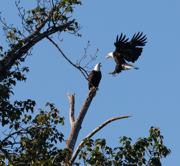 Bald eagle coming in for a landing