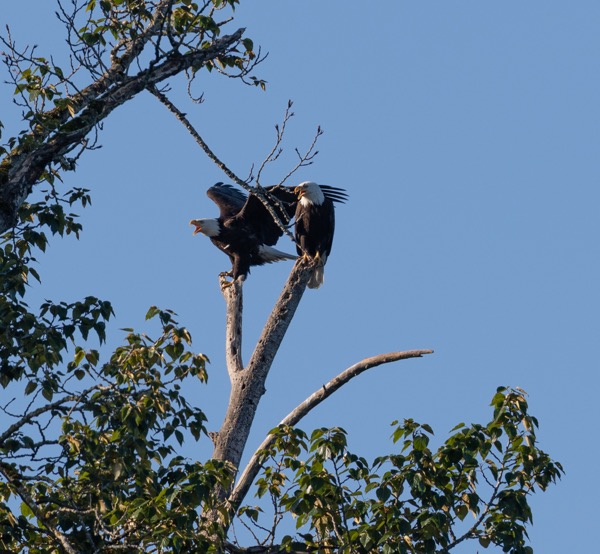 Bald eagles sounding off