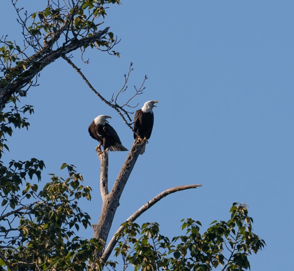 Bald eagles continue the conversation