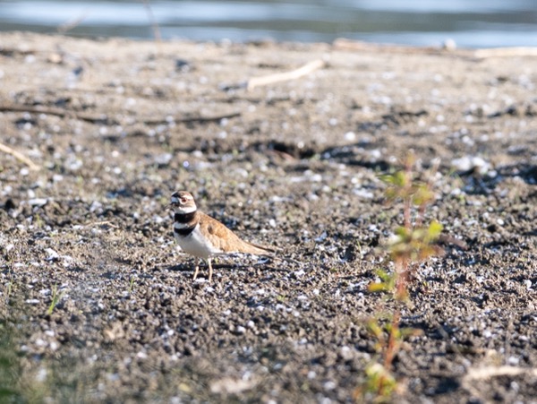 Killdeer