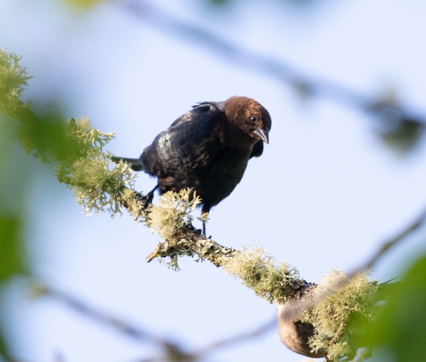Brown-headed cowbird