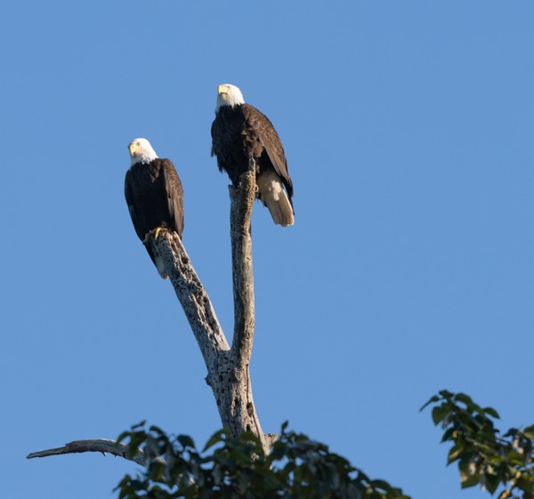 Bald eagles