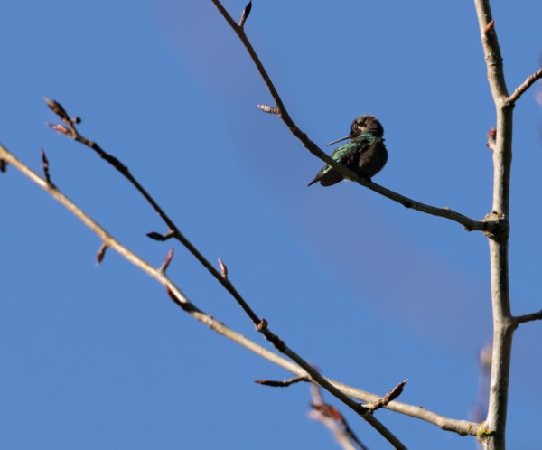 Anna's hummingbird