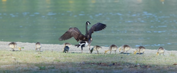 Canada goose herding her chicks