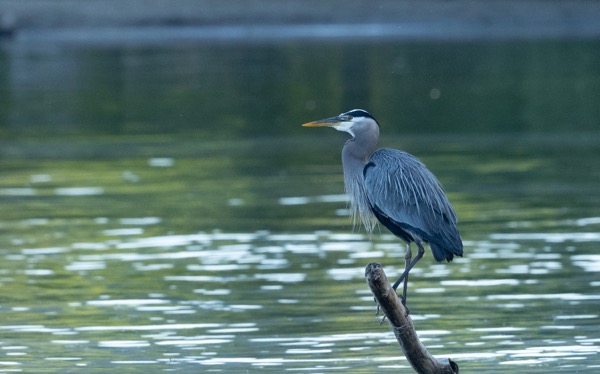 Great blue heron
