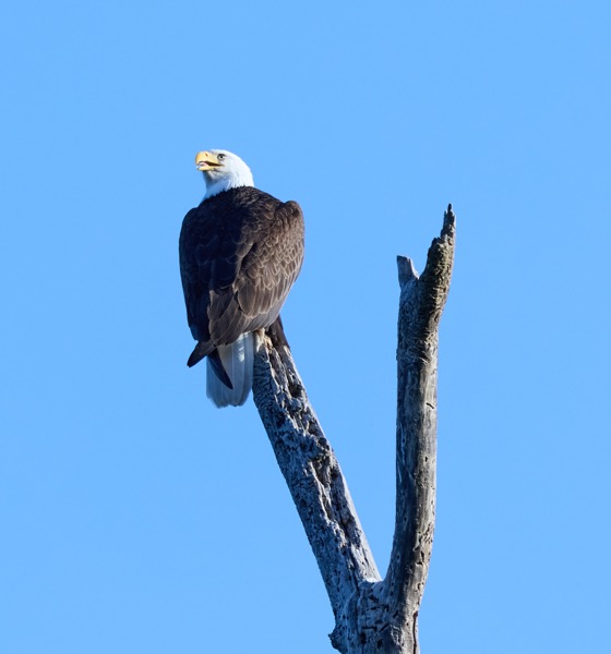 Bald eagles have tongues!