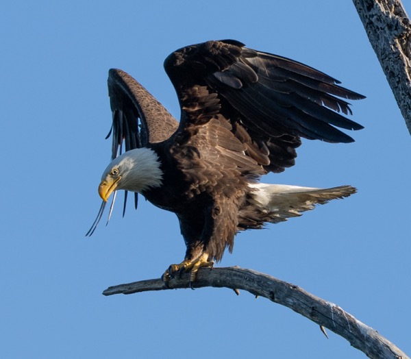 Bald eagle just landed