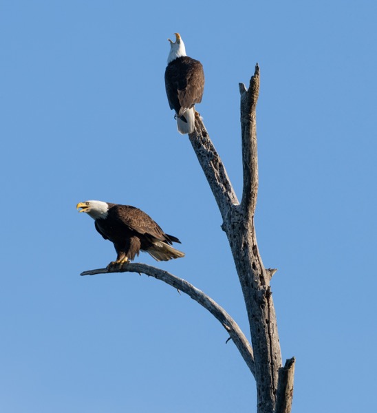 The bald eagles like to vocalize when they join back up