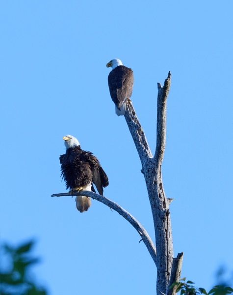 Fluffy bald eagle