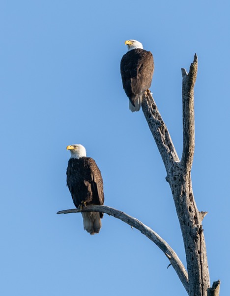 Keeping watch on the lake