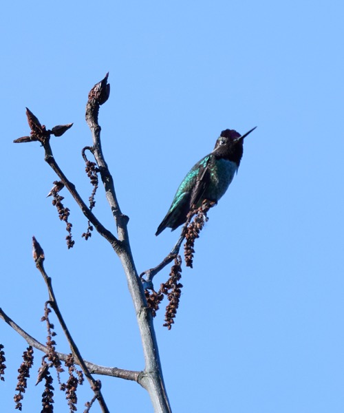 Anna's hummingbird