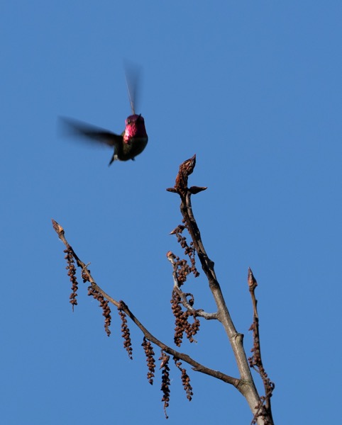 Anna's hummingbird