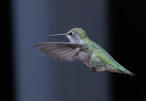 Anna's hummingbird