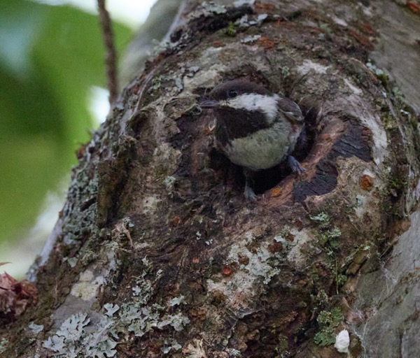 Chestnut-backed chickadee exiting nest