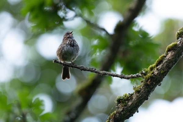 Song sparrow