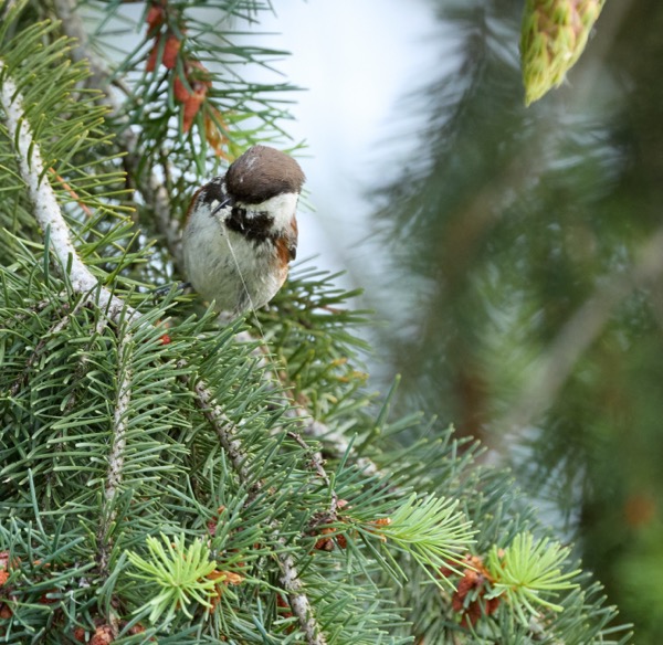 Chestnut-backed chickadee robbing a spider web