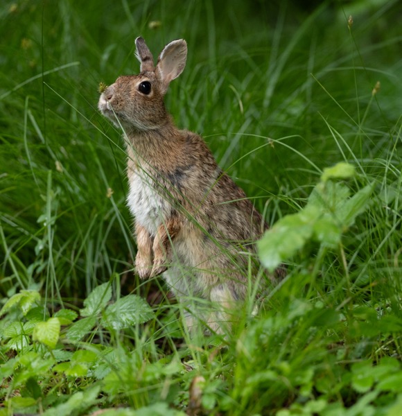 Rabbit