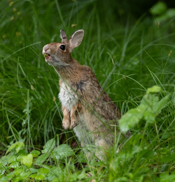 Rabbit
