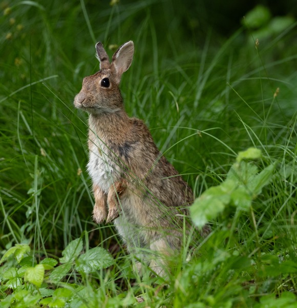 Rabbit