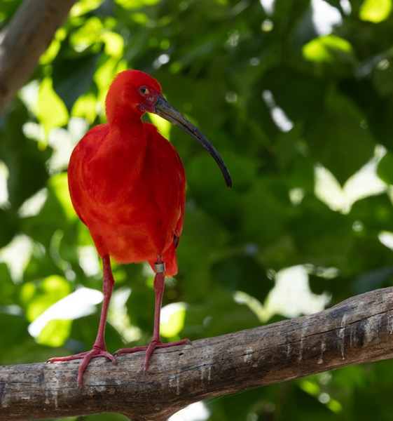 Scarlet ibis