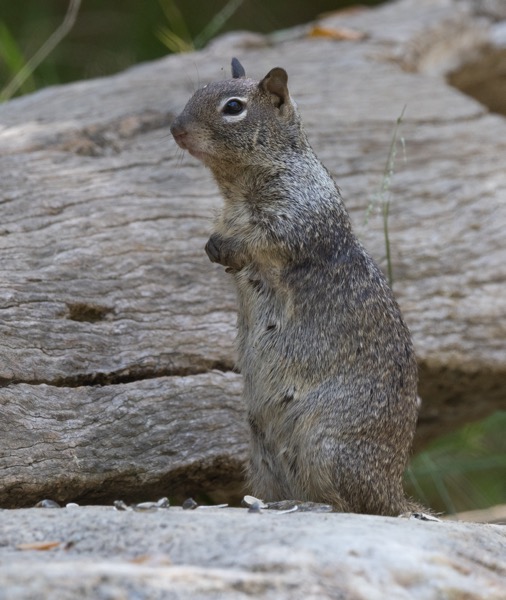 California ground squirrel