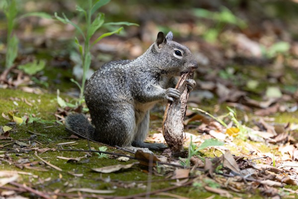 California ground squirrel