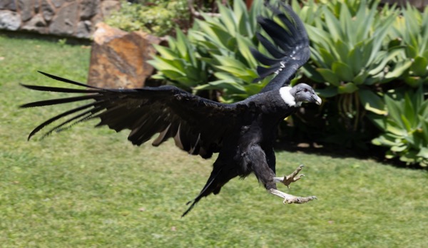 Andean condor