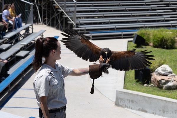 Harris's Hawk