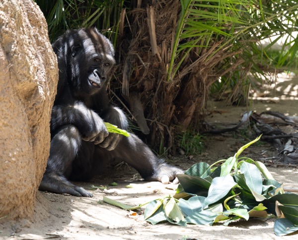 Western lowland gorilla