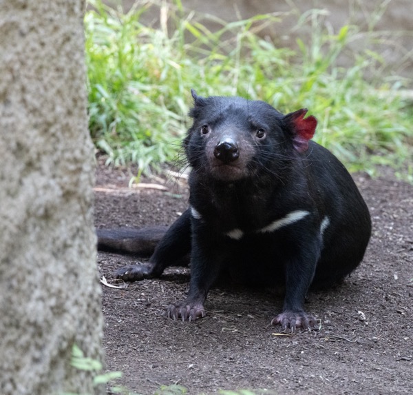 Tasmanian devil
