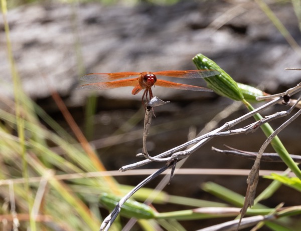 Dragonfly