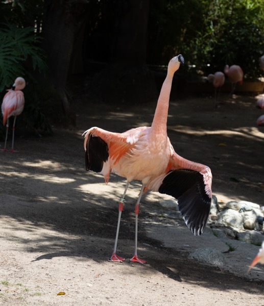 Chilean flamingo