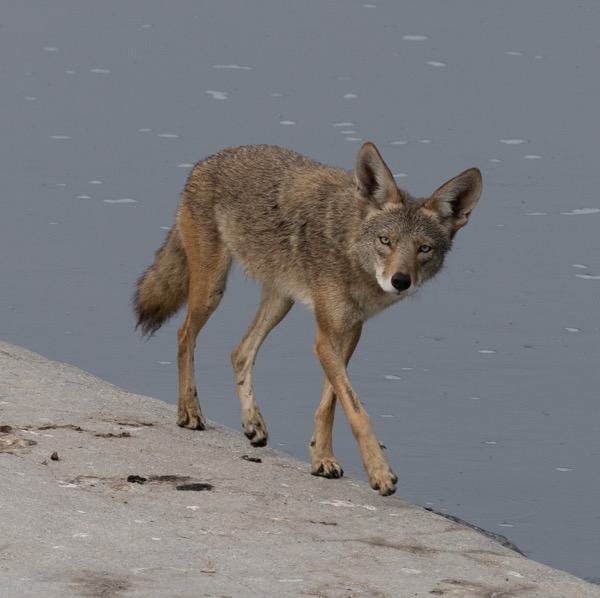 Coyote