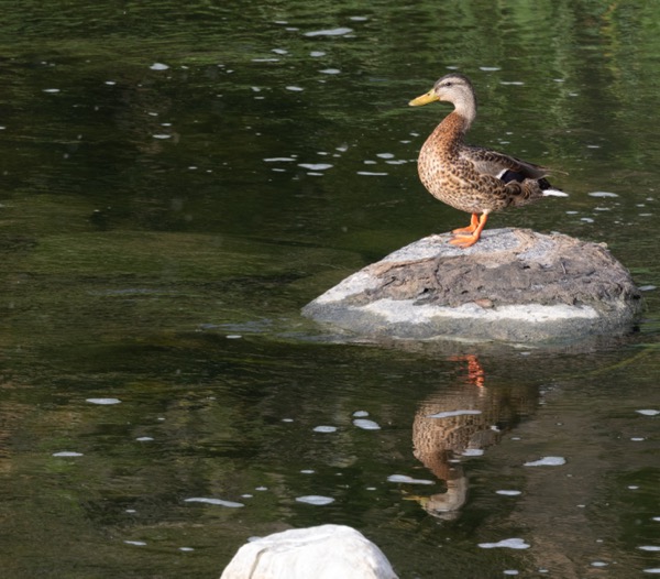 Mallard
