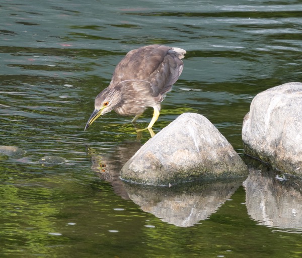 Black-crowned night heron (immature)
